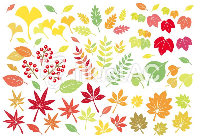 Sakedon ストックイラスト投稿中 على تويتر T Co 5hhhh9tj8m イラストac 季節物と季節関係ない素材を交互に作る作戦 とりあえず秋の葉っぱ イラストac イラレ 無料素材 Illustrator Vector Illustac