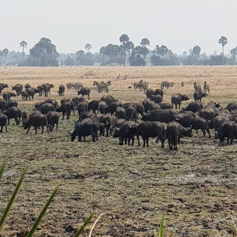 Grazing life for these beautiful ungulates