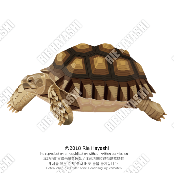 カメさんのイラスト 2ページ目 Togetter