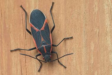 arrownj's tweet photo. Summer is coming to an end, school has started and fall is on its way. With fall, comes a whole new set of pests. It is never to early to start preparing. Give us a call today! https://t.co/C1R24PRvJ7 #fallpests #preventionisbest #giveusacall #homepestcontrol https://t.co/S3GWfxY7pC