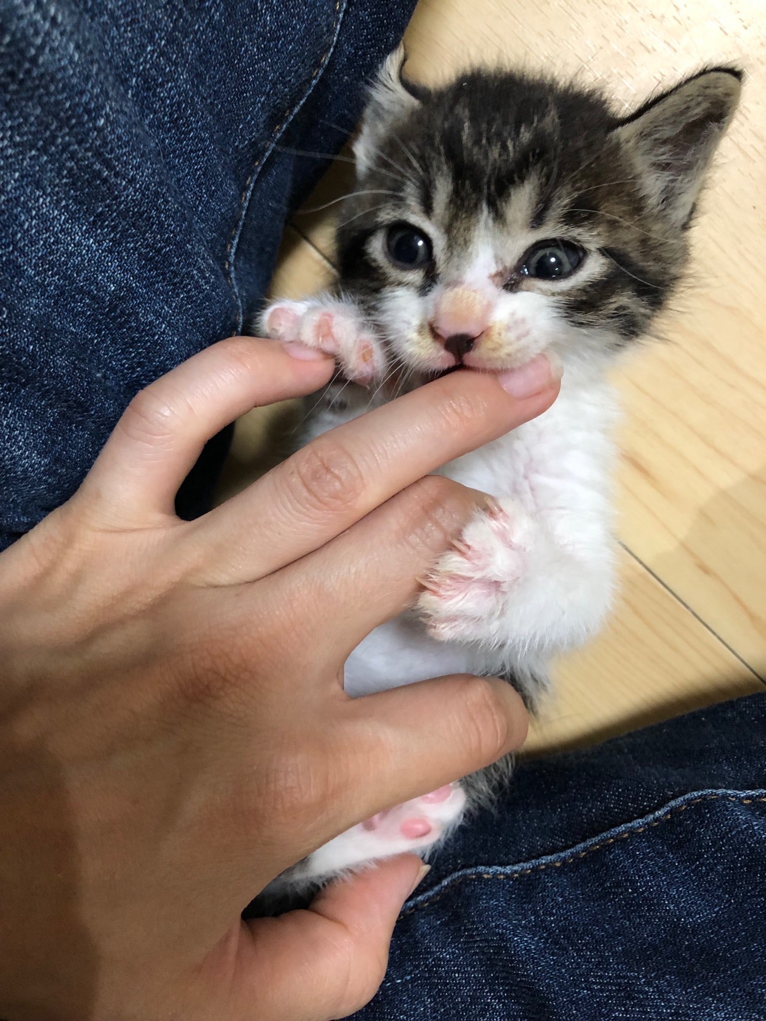 تويتر 猫びより على تويتر おしっこする前に砂をかきかきしました 鏡の中の子猫と闘いました 生後4週間 仮名みゅーた ネコに進化中 T Co Rxckxbgzrf