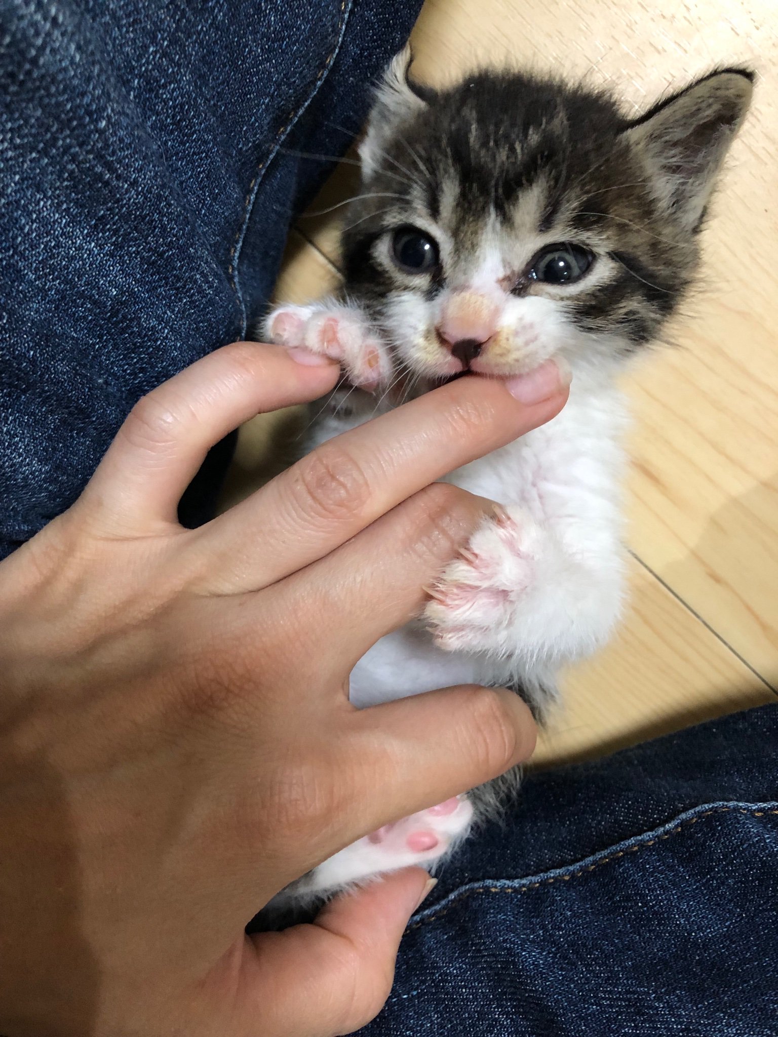 猫びより おしっこする前に砂をかきかきしました 鏡の中の子猫と闘いました 生後4週間 仮名みゅーた ネコに進化中 T Co Rxckxbgzrf Twitter