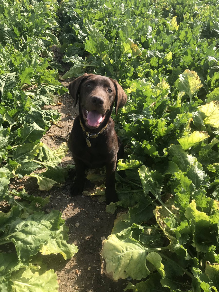 Barley’s first day at work.