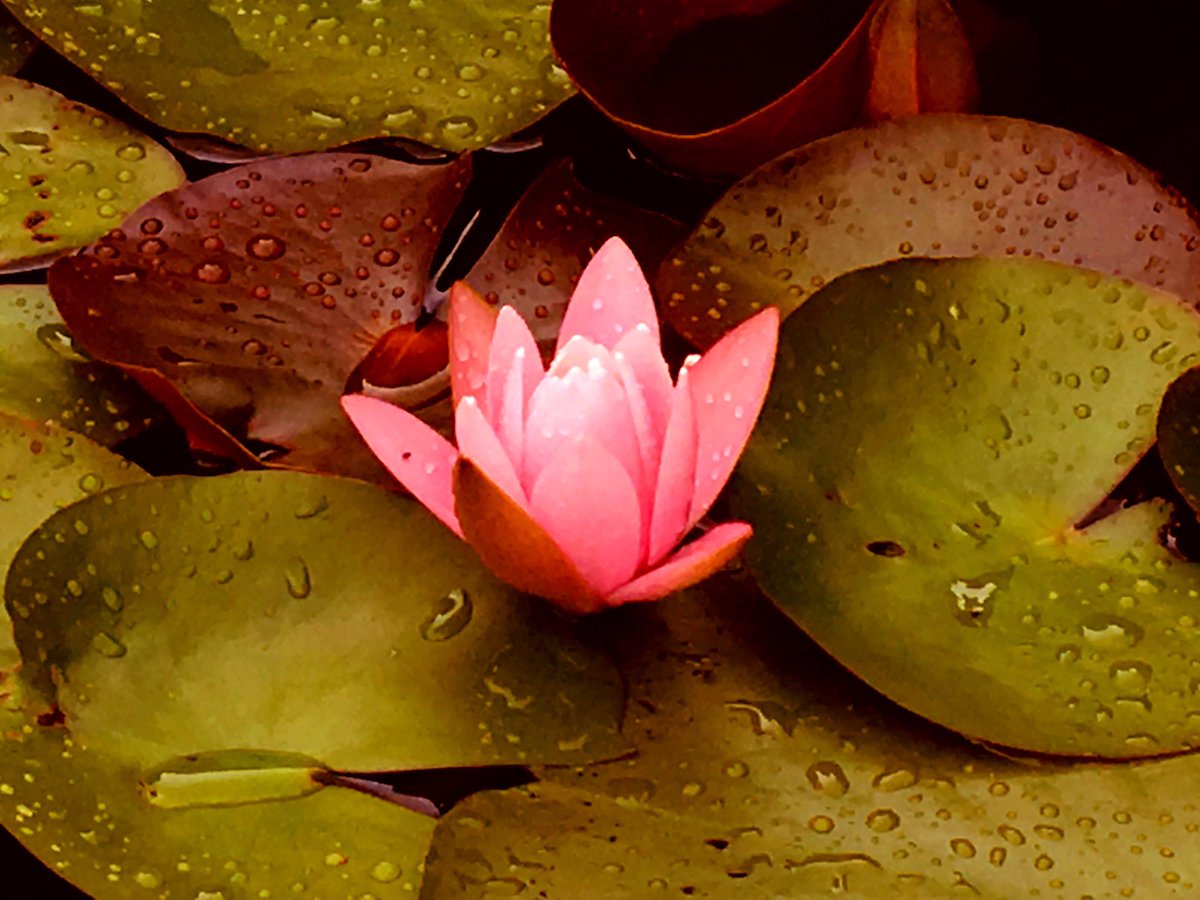 furu_moe's tweet photo. 緑傘の雫を数えて…

#蓮
#雨
#雫
#夏の花
#lotus
#rain
#flowers 
#summerflowers 
#心象写真
#ファインダー越しの私の世界
#美しい風景
#beautiful_japan
#iphonephotography https://t.co/eYd92jrTMI