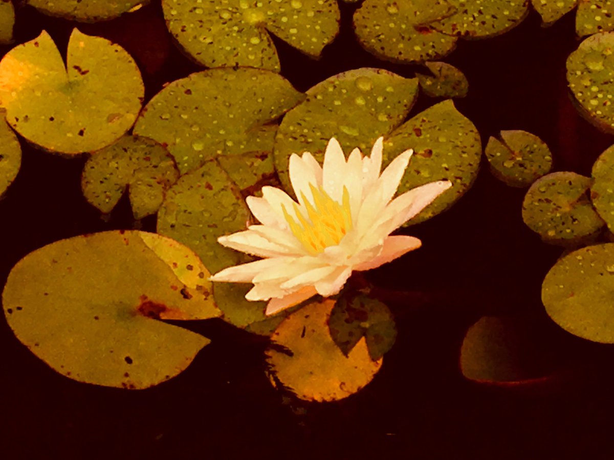 furu_moe's tweet photo. 緑傘の雫を数えて…

#蓮
#雨
#雫
#夏の花
#lotus
#rain
#flowers 
#summerflowers 
#心象写真
#ファインダー越しの私の世界
#美しい風景
#beautiful_japan
#iphonephotography https://t.co/eYd92jrTMI