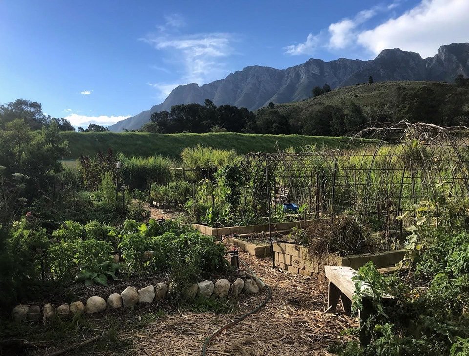 SwellendamS's tweet photo. We have another workshop to highlight and celebrate! 
The Pragmatic Art of Growing Organic Vegetables with expert permaculturist Wendy Crawford.  
#swellendamwinterschool #winterschool #pragmaticartofvegetablegrowing #vegetablegrowing
#growyourownfood https://t.co/rVvZaYFvuU