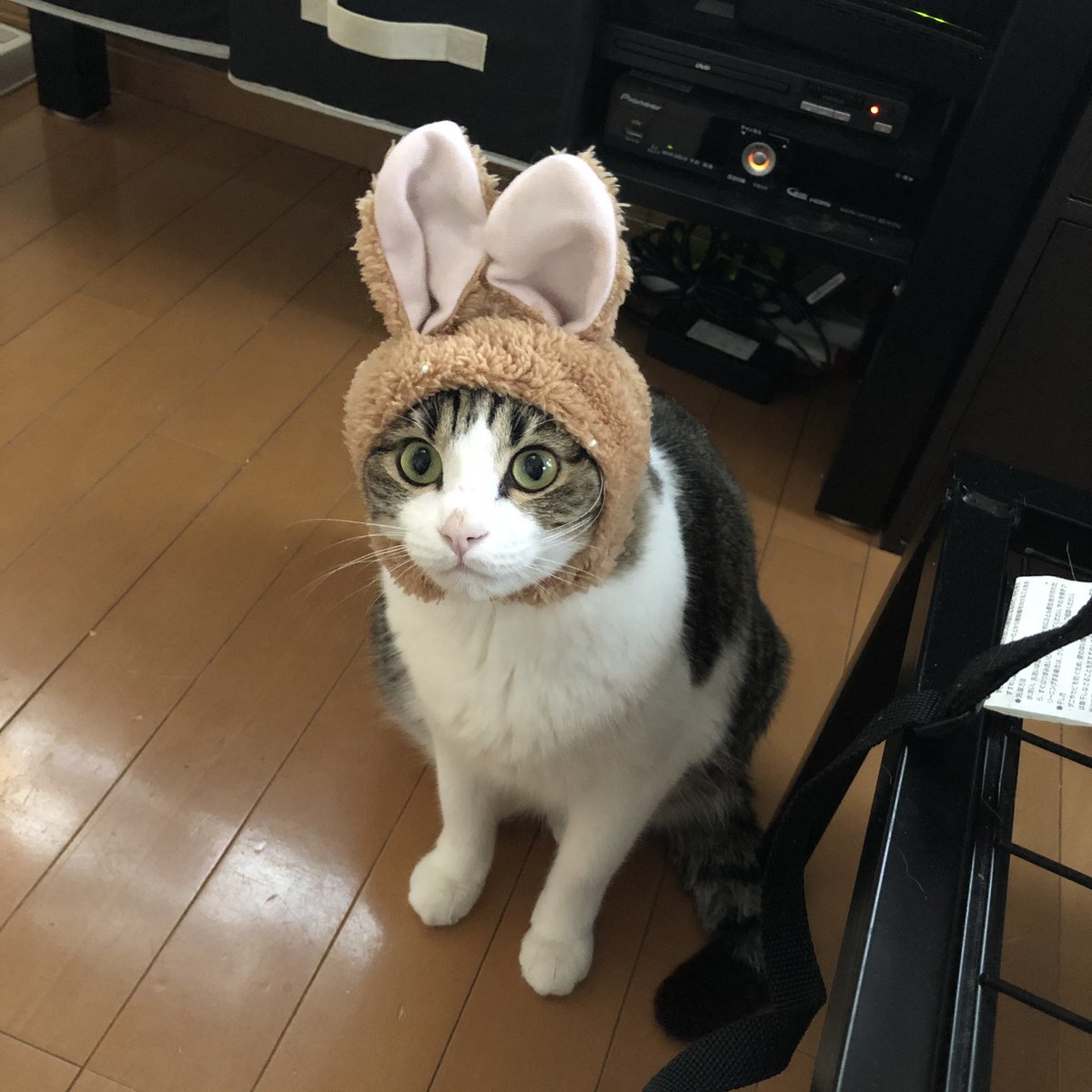 0901uk's tweet photo. 自慢じゃないけどうちの猫たち💘 https://t.co/2RC2XQAuq2