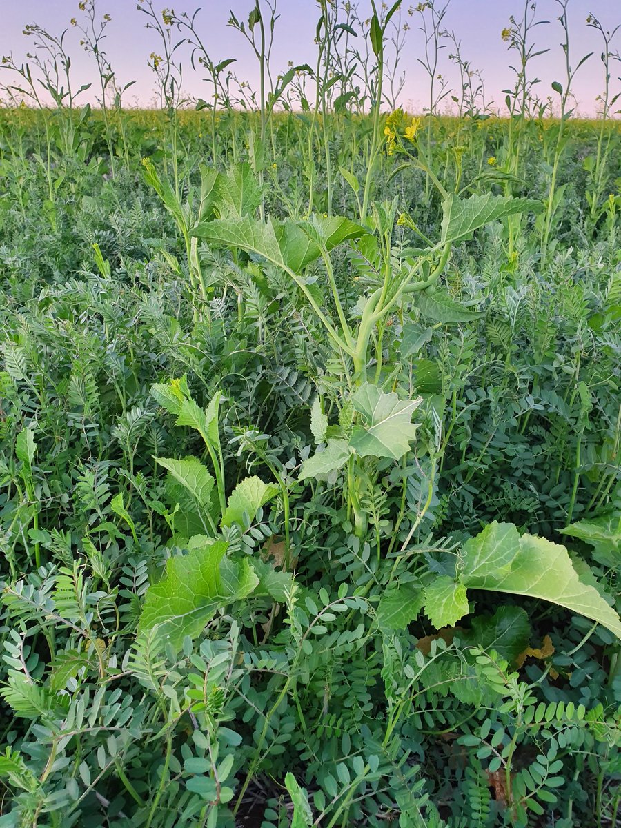 Mustard, vetch starting to take shape