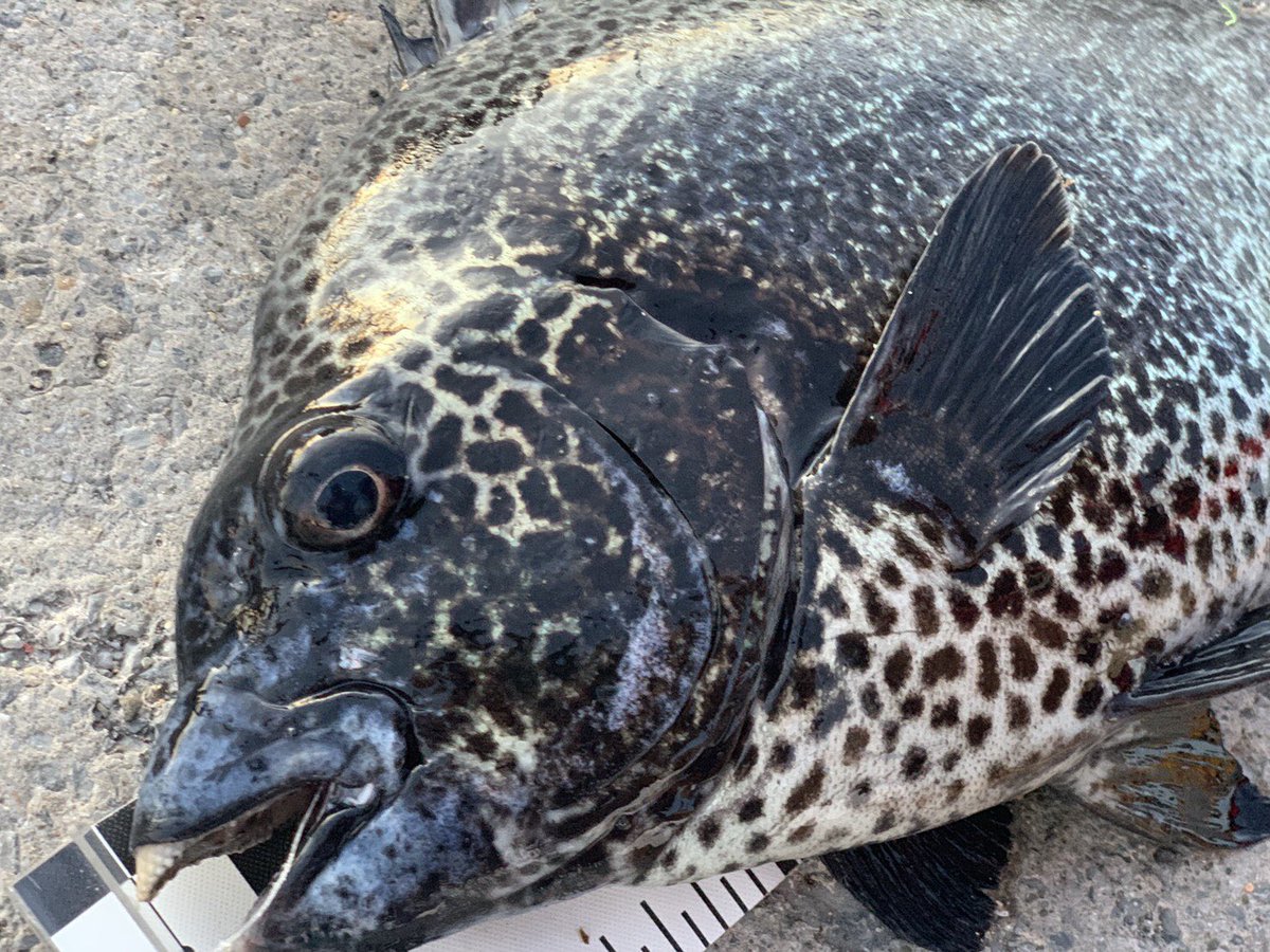魚釣り隊 Sakanaturitai6 Twitter 魚釣り隊 Sakanaturitai6 Twitter