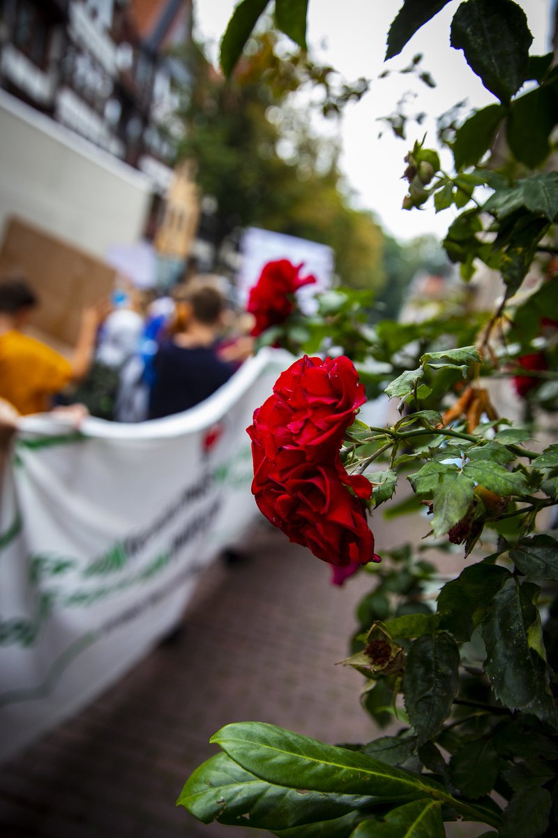 linksunten_goe's tweet photo. Bis zu 450 Menschen zogen bei zwölfter #FridaysForFurture #Demonstration für mehr #Klimaschutz durch die Straßen #Göttingen|s bevor diese für die #Deutschlandtour @DeineTour gesperrt werden. Unsere Fotos bei Flickr: https://t.co/zqnmlv4sVM #goedemo https://t.co/YOIVjylZmW