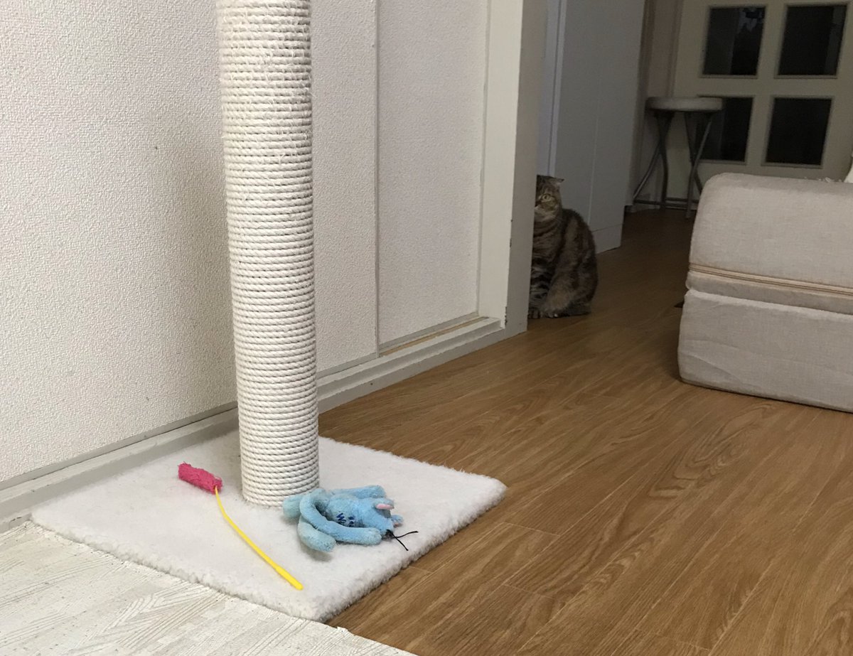 nekohospital's tweet photo. ハッと視線に気付く・・
物陰からそっと見つめられている時、人はそれが好意によるものだと思いうれしくなる。

だがその目ヂカラの強さを見たとき、淡い期待は粉々に打ち砕かれる。

愛など微塵もない。
間違いなくメシの要求だ。 https://t.co/6xFtaKCoA6
