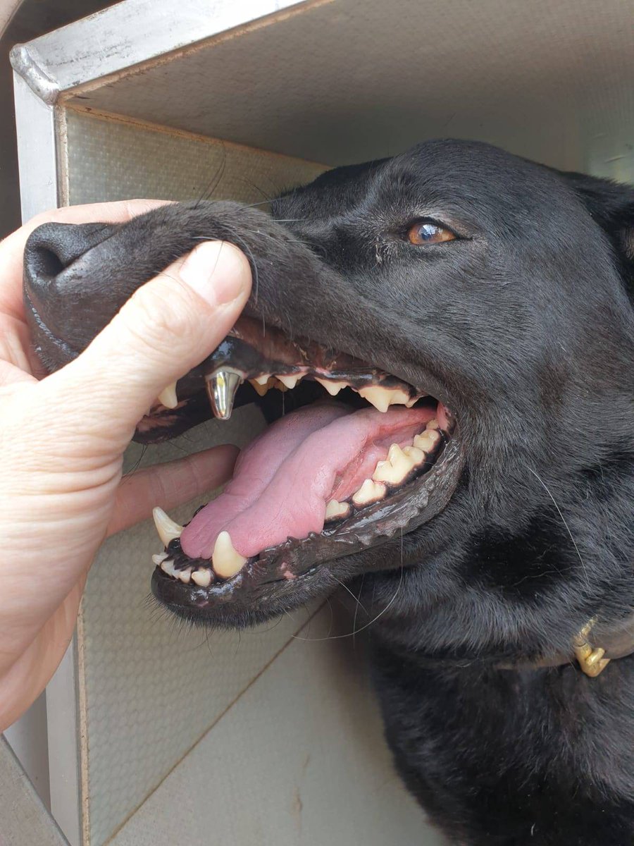 Can Dogs Have Root Canals