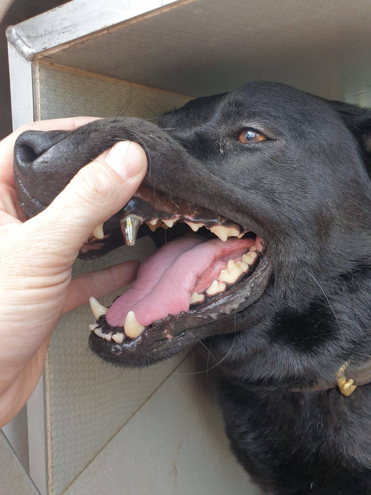 Can A Dog Get A Root Canal