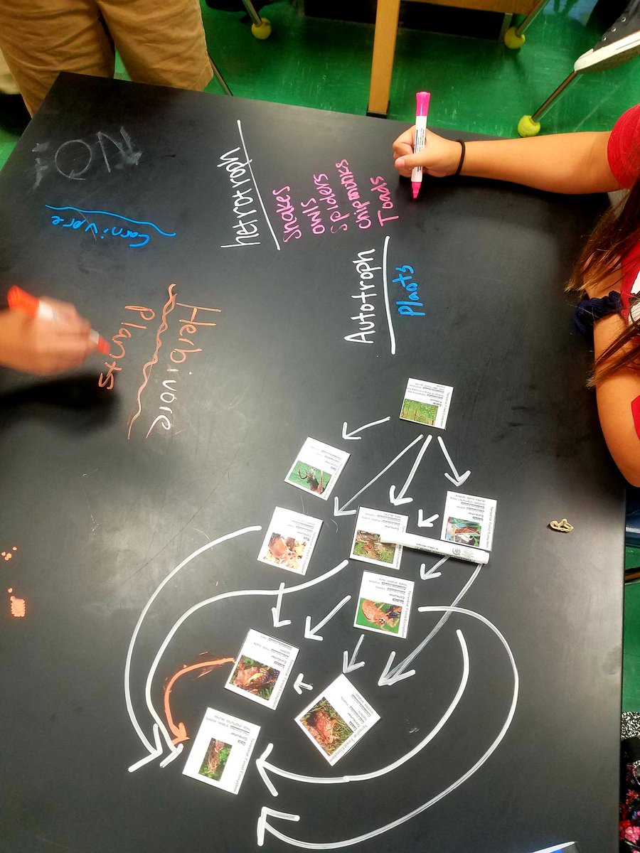 periodicnerdy's tweet photo. 🌾➡️🐰➡️🦅So many uses for our awesome chalk markers! Food webs ✔️ @BarwiseEagles @BarwiseTeamSoar #iamwfisd #beBOLD #foodwebs #iteachscience #iteachmiddleschool #iteach8thgradescience #middleschool #middleschoolscience #middleschoolscienceteacher #scienceteacher https://t.co/a4bgWmSIYD