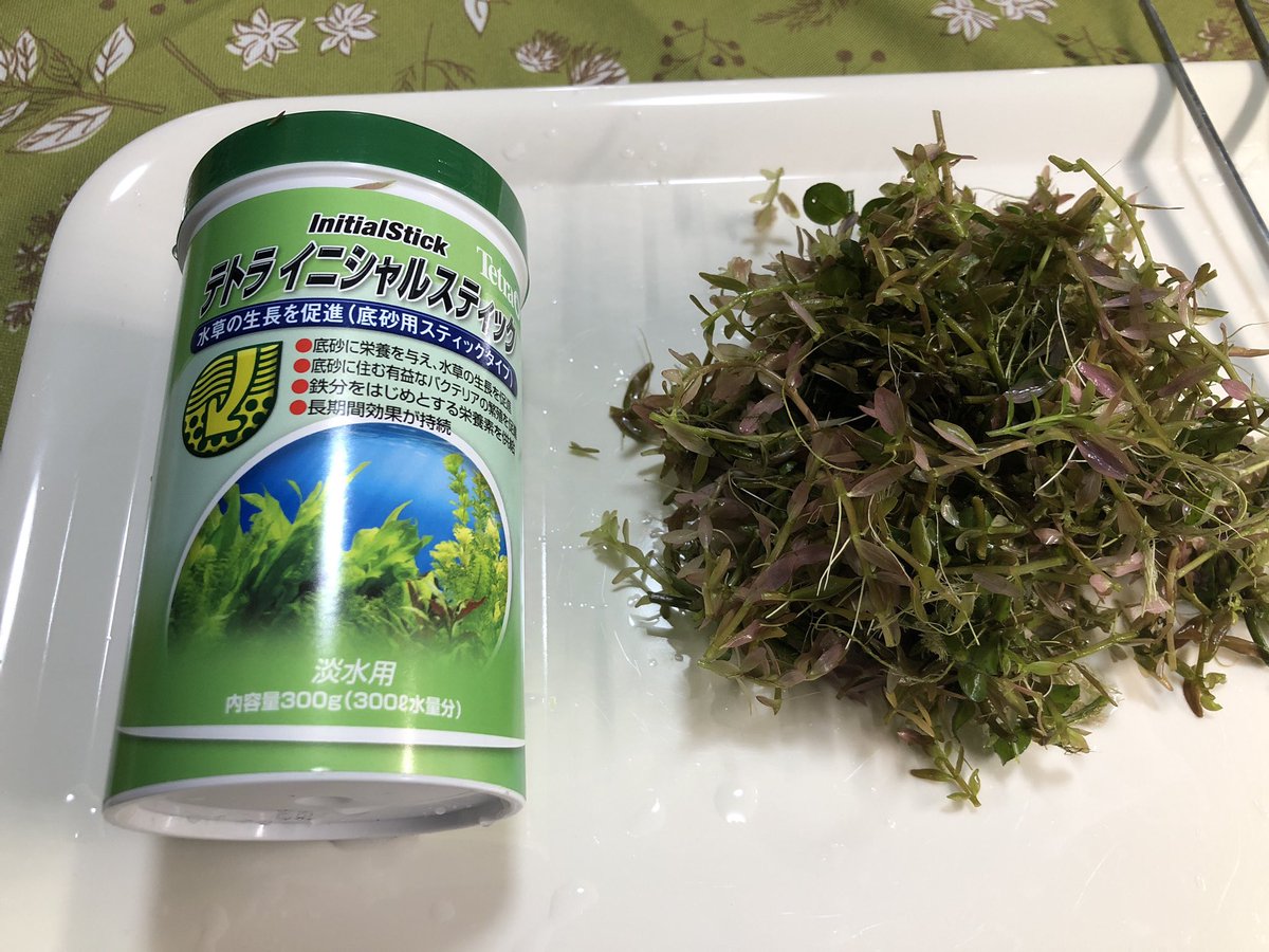 Watering グリーンロタラ トリミング 皆さん今晩は今日はロタラのトリミング後のトリミングした葉っぱの再利用 普通は良い物だけ差し戻しとかですけどね 私は細かく切り刻んで立ち上げ初期の水槽のソイルの中にイニシャルスティックと混ぜて埋め Watering グリーンロタラ トリミング 皆さん今晩は今日はロタラのトリミング後のトリミングした葉っぱの再利用 普通は良い物だけ差し戻しとかですけどね 私は細かく切り刻んで立ち上げ初期の水槽のソイルの中にイニシャルスティックと混ぜて埋め