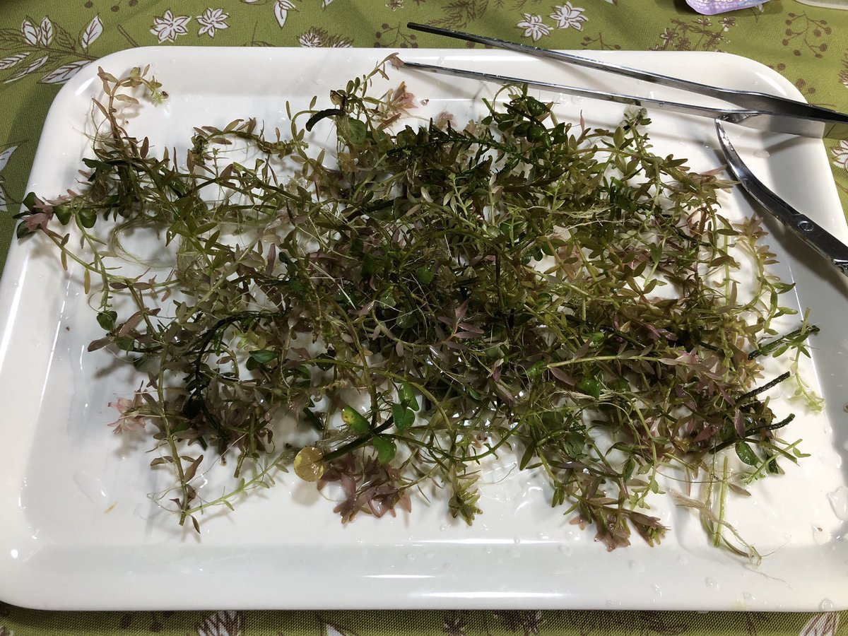 Watering グリーンロタラ トリミング 皆さん今晩は今日はロタラのトリミング後のトリミングした葉っぱの再利用 普通は良い物だけ差し戻しとかですけどね 私は細かく切り刻んで立ち上げ初期の水槽のソイルの中にイニシャルスティックと混ぜて埋め Watering グリーンロタラ トリミング 皆さん今晩は今日はロタラのトリミング後のトリミングした葉っぱの再利用 普通は良い物だけ差し戻しとかですけどね 私は細かく切り刻んで立ち上げ初期の水槽のソイルの中にイニシャルスティックと混ぜて埋め