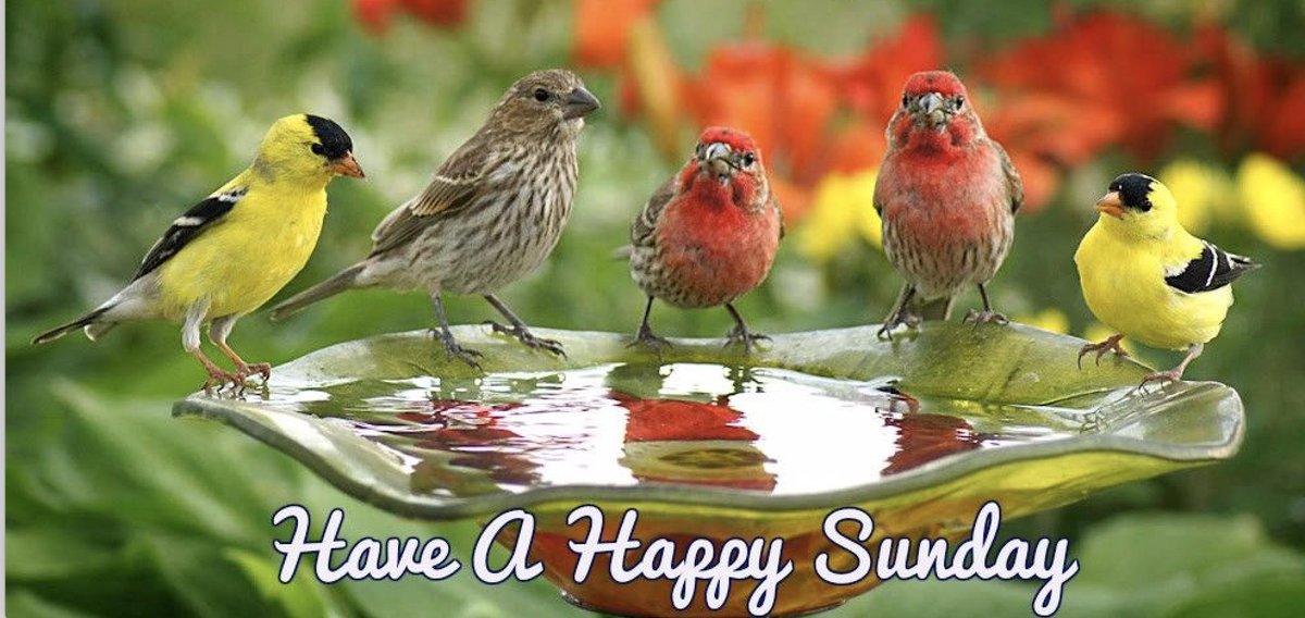 BackyardBirder1's tweet photo. Now Open Sundays For Your Birding Pleasure! - https://t.co/3fBP25ozWf https://t.co/CLE5uqU3NX
