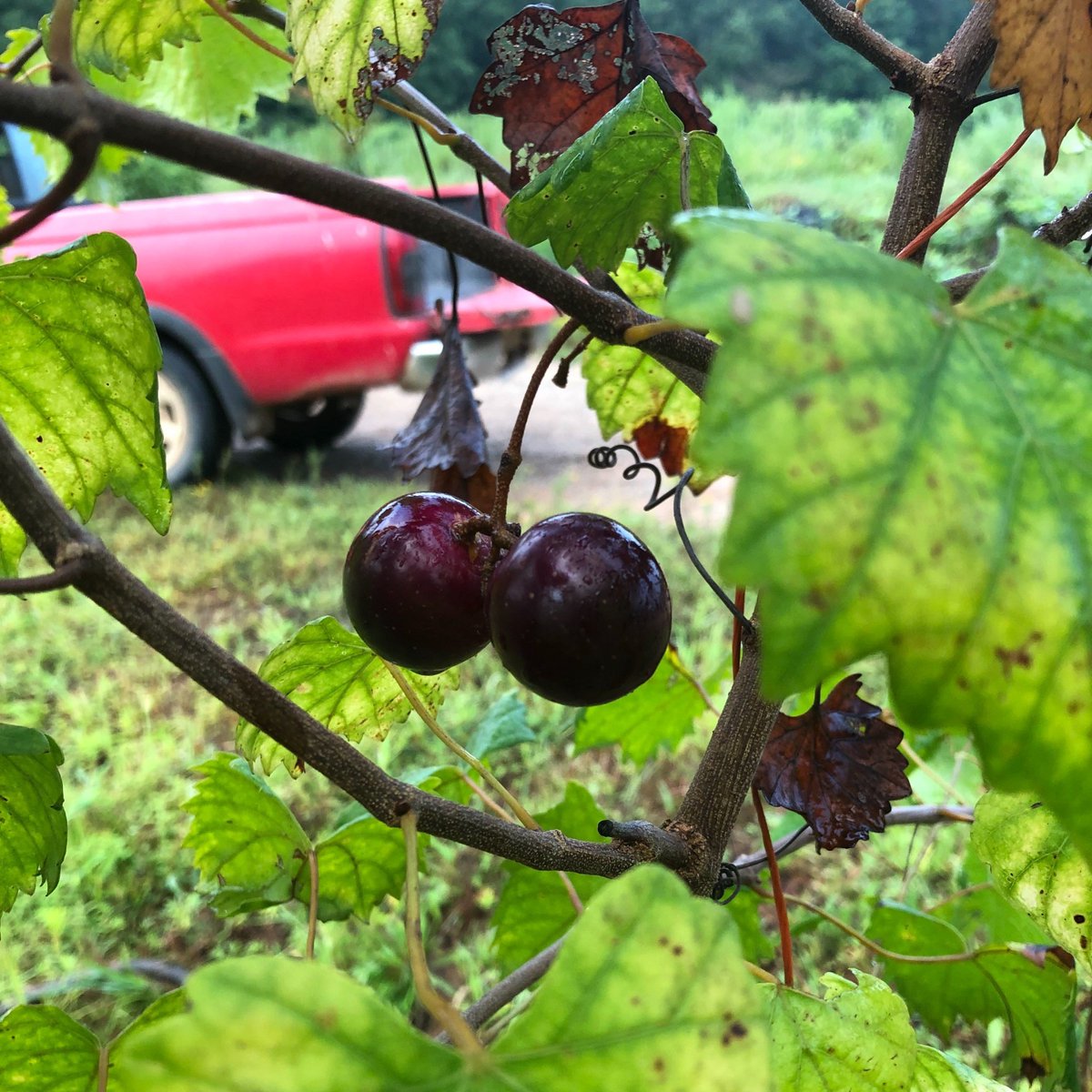 KingofCrops's tweet photo. Muscadines on our second year plants ripening up on the farm. More of these coming in 2020. https://t.co/3va93VpQBb
