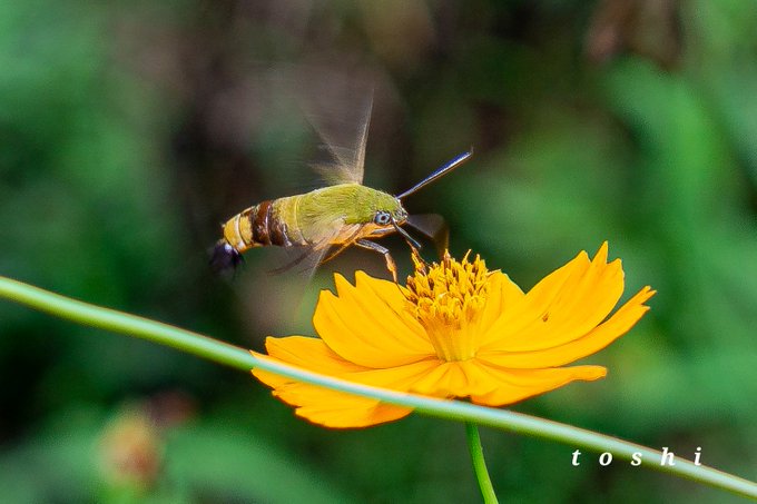 オオスカシバのtwitterイラスト検索結果