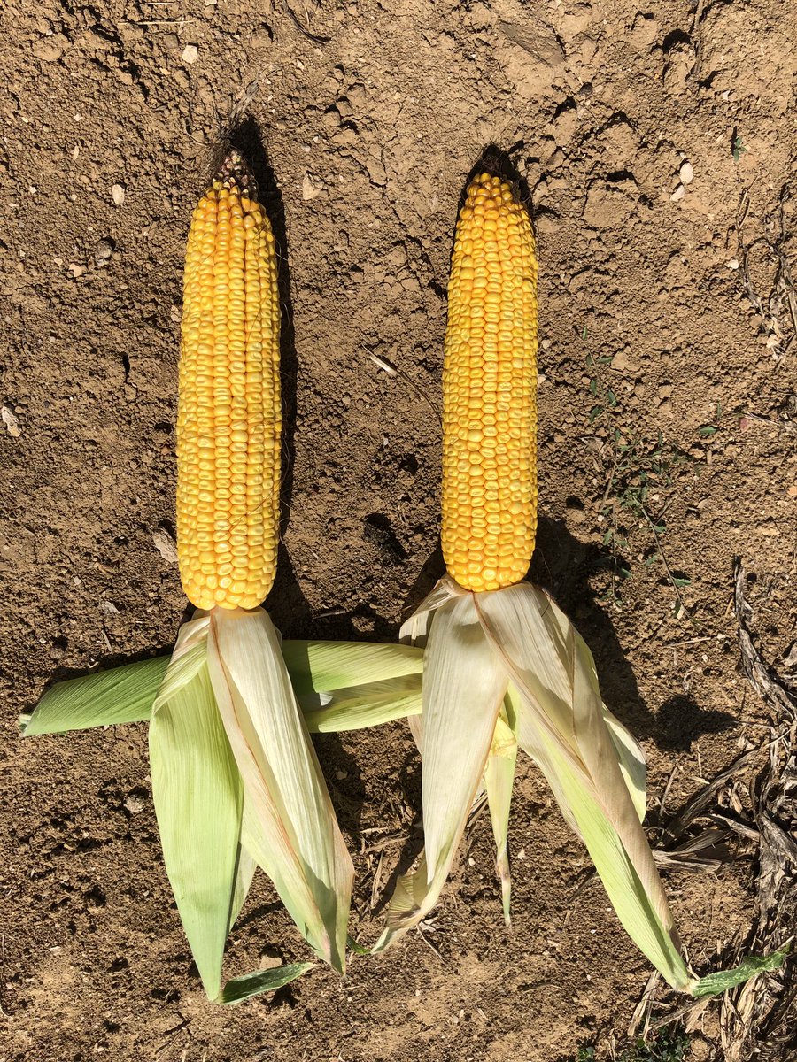 VenotArthur's tweet photo. Petit tour des parcelles maïs, ici RAGT et @DEKALB_FR : il est beau, il est bon ... mais aussi pas cher, espérons une remontée des cours ! https://t.co/h8pSg4Zecq