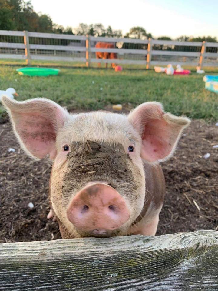Hamilton hopes you enjoy your Labor Day weekend! #rescuepig #animalsanctuary