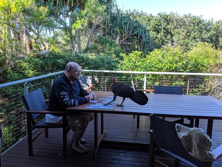 @ParrotOfTheDay #notaparrot A late scratching in my solitaire game on the #SunshineCoast