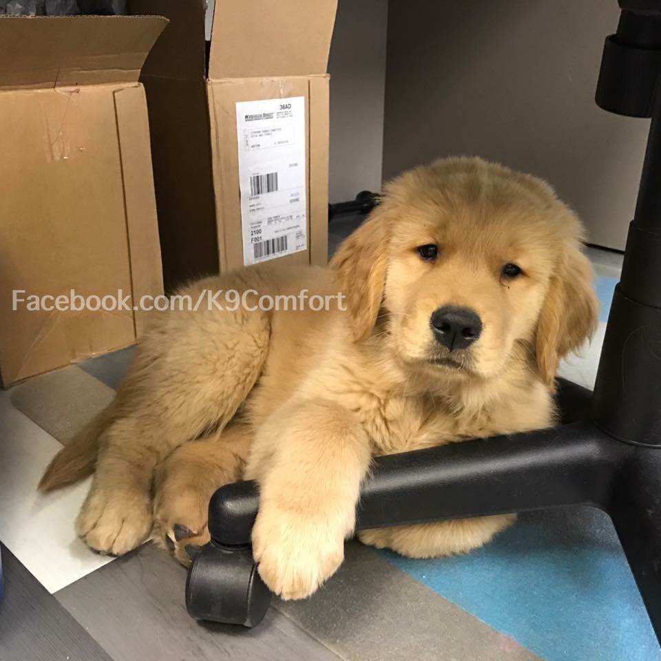 K9ComfortDogs's tweet photo. #FridayMotivation https://t.co/aplQc93avq