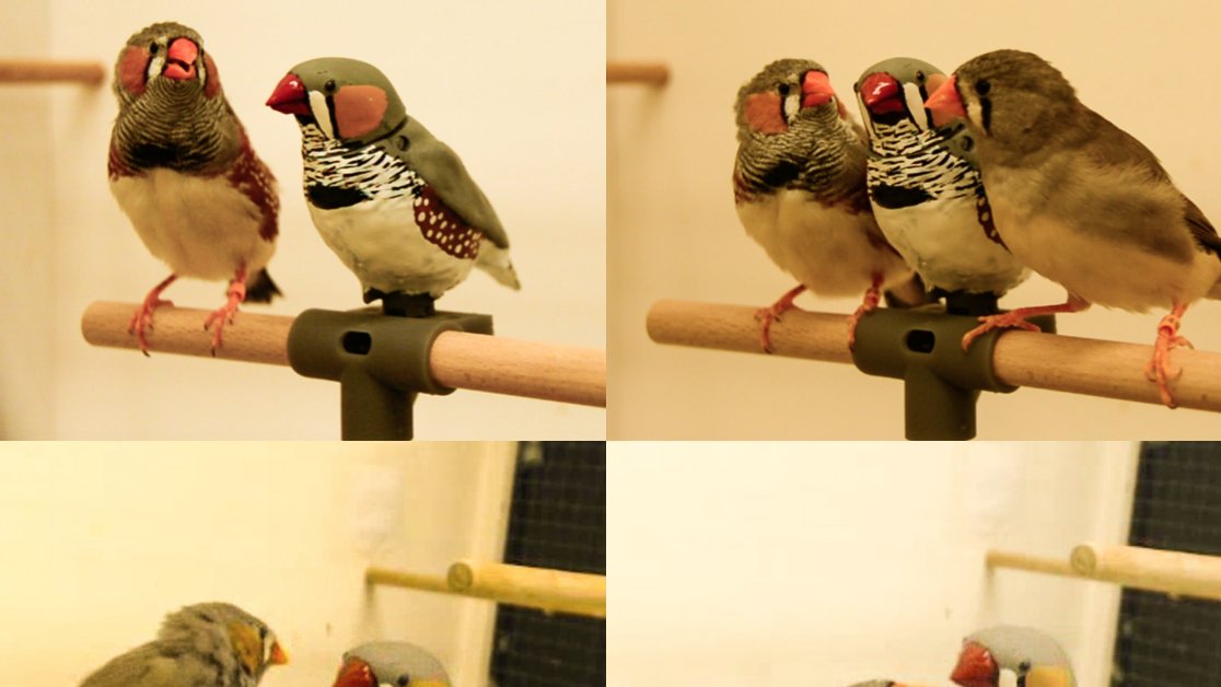 RalSimon's tweet photo. VIHAR workshop @vihar2019 just ended with inspiring talks and great people. Moreover, I had the opportunity to introduce our #RoboFinch developed in the Seeing Voices Project with @WHalfwerk and @scharff_scharff #vocallearning #zebrafinch https://t.co/zD7lb7S5Ll