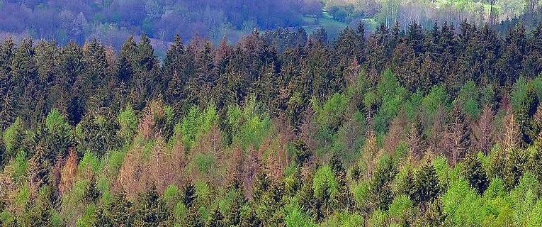 ONF_Officiel's tweet image. Face à la sécheresse, les arbres n’ont pas tous les mêmes défenses immunitaires. Quelles sont ces essences qui subissent de plein fouet les conséquences du #ChangementClimatique ? Découvrez les explications de l'#ONF et de ses partenaires : onf.fr/+/4bd #ONF #forêtONF