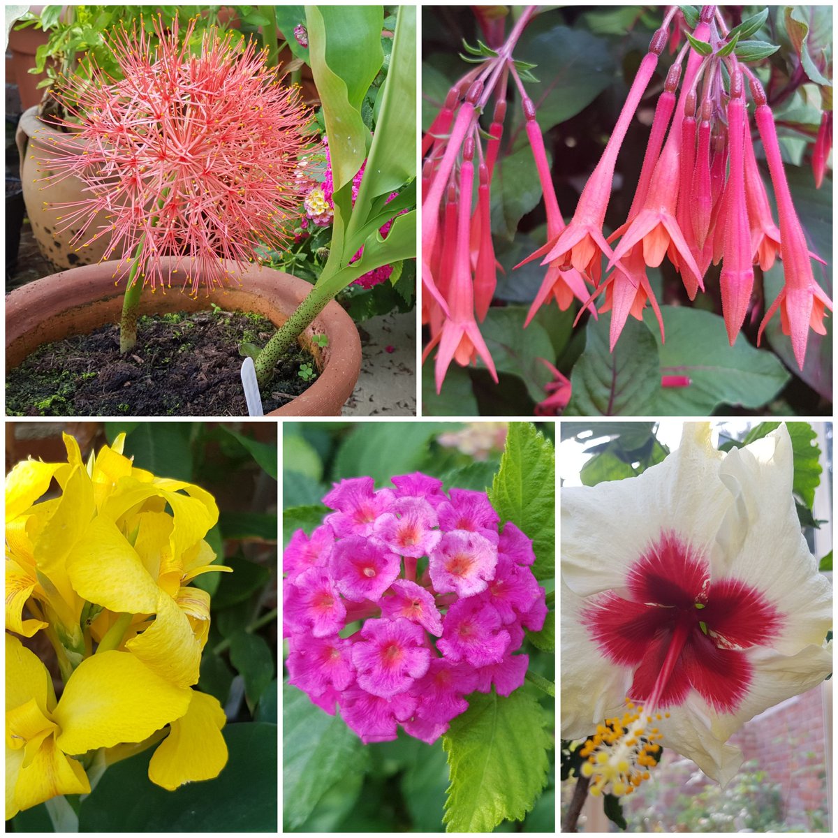 Lovely to come back from holiday to some pretty greenhouse flowers. #greenhouse #hotcolours #garden #gardening
