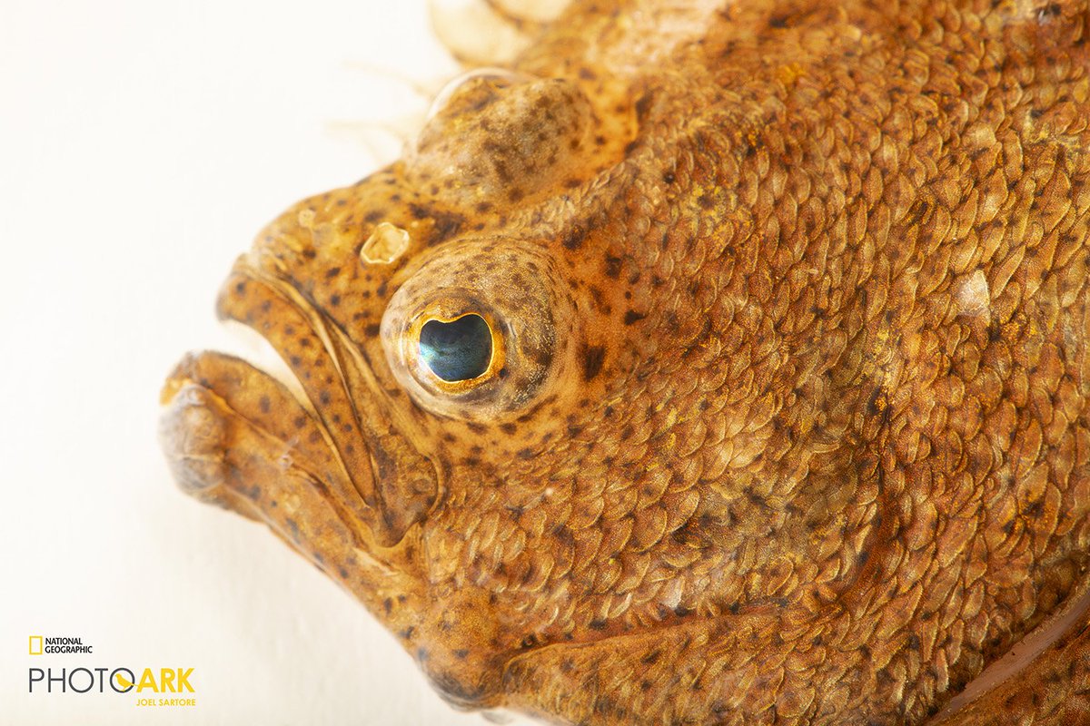 RipleysAquaCA's tweet image. Pacific sand soles are born with eyes on both sides of their body like most fish. 👀

As they mature one of their eyes will either shift to the right side of the body or the left. #FeaturedFishFriday