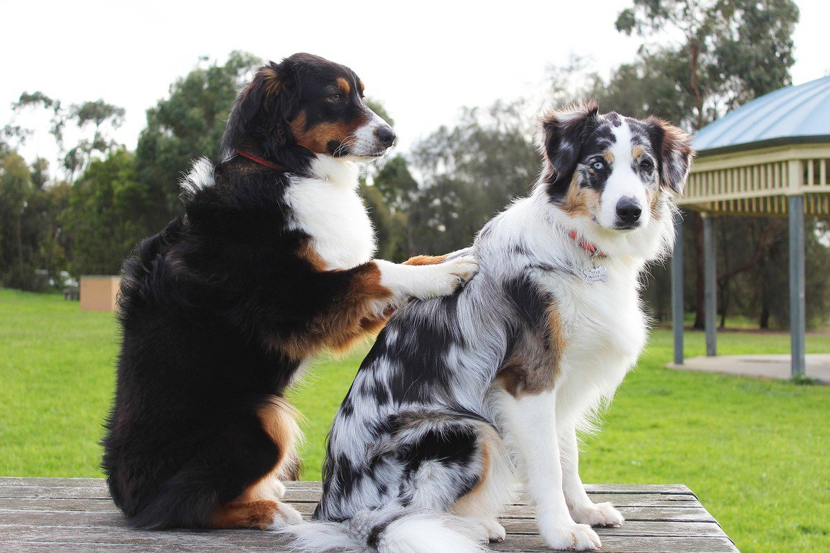 DiscoverPup tweet picture