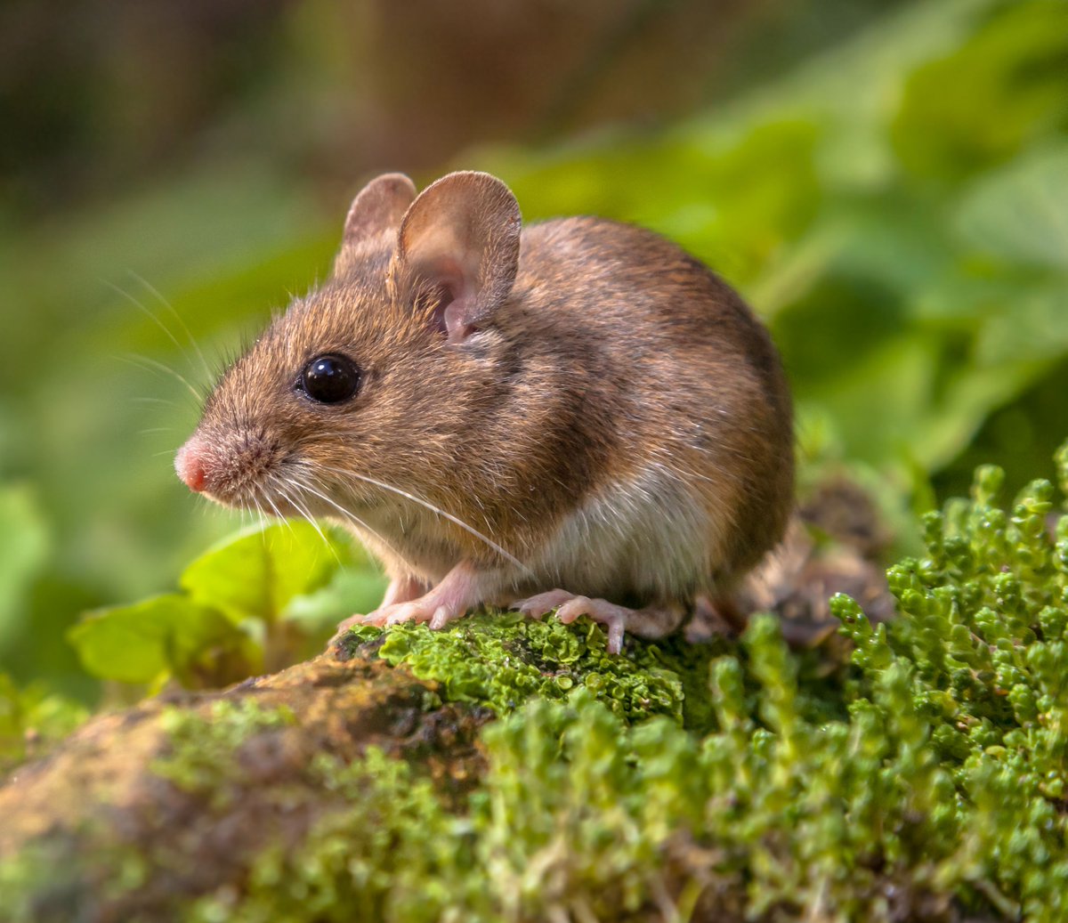 All sorts of rodents, like mice, will be looking for a warm home once fall begins. Don’t let it be yours. Keep garbage bins away from your home and store food in airtight containers.