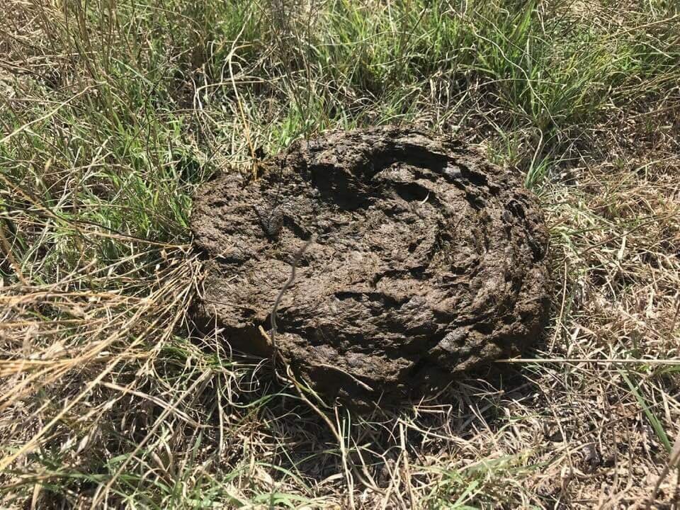 DallasCHenry1's tweet photo. A picture of the “beyond meat” burger in the wild before it’s harvested !! https://t.co/eyEASVN4vp