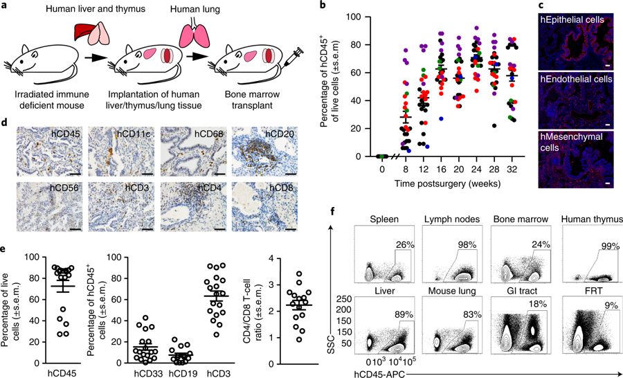 mmw_lmw's tweet photo. Precision #Humanized_MouseModels | Expanded Tropism for #HumanPathogens | reconstitution with human innate and adaptive immune cells | Victor Garcia @UNC_SOM @NatureBiotech https://t.co/CtEAHEq4nE https://t.co/2cSspjgGGp