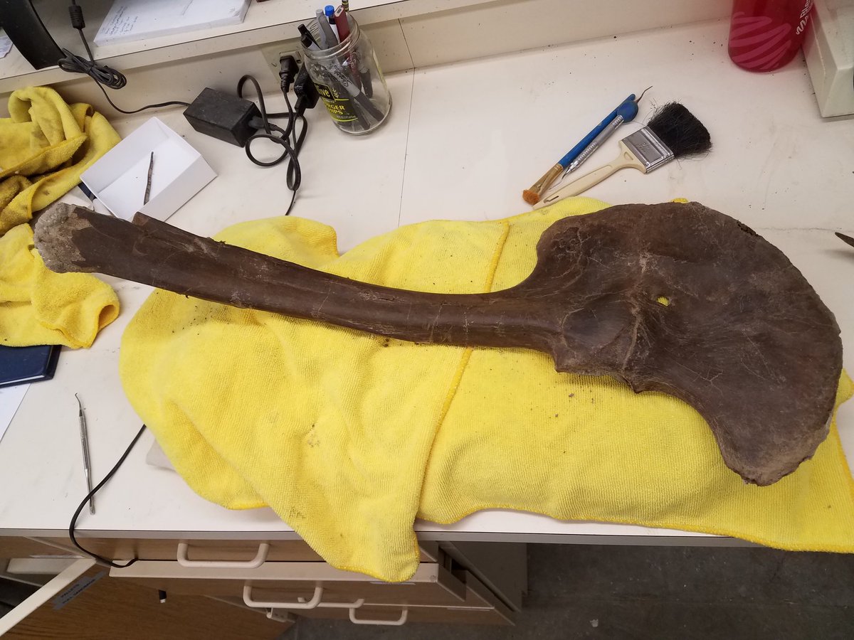 D_MuseumCenter's tweet photo. Prepared #Scapula #coracoid from the #museum #tyrannosaur. This is the #left #shoulder #bone of the #animal. The #wishbone would nestle against the large dish portion. #nathist #scicomm #paleontology #fossilfriday #fossilprep #theshoulderbonesconnectedthearmbone https://t.co/SL2Gs1Bazt