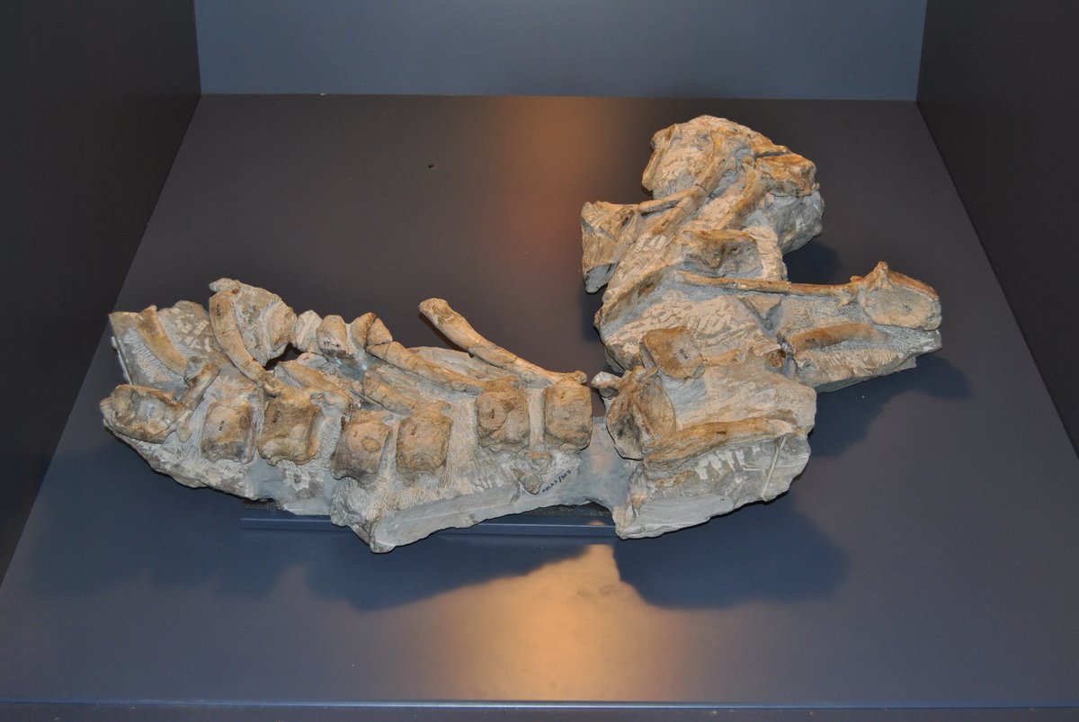 Paleosakura on Twitter: