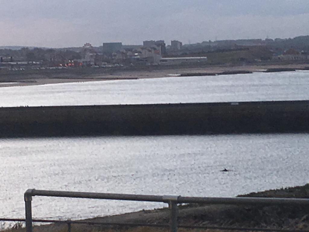 sarahmarley86's tweet photo. Day 15: A morning speaking to a journalist (stay tuned!), an afternoon packing, and a glorious final evening down the Torry Battary watching the sunset over Aberdeen as dolphins frolick in the harbour. A stunning finale to the trip! #RealHoliday 13, #AcademicHoliday 5 https://t.co/Zlb84LpT1v