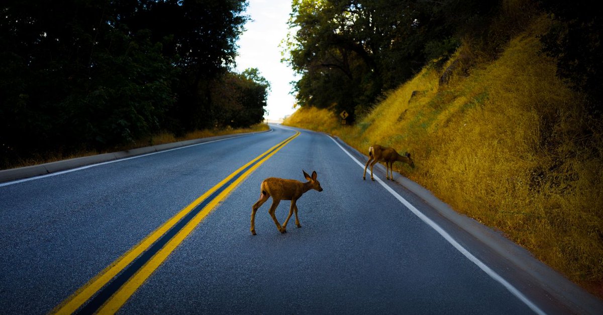 Navtechradar's tweet photo. With an increase in traffic volume and vehicle speeds, the likelihood of animal-collisions on rural highways has risen. Find out how ClearWay is being used for accurate animal detection on highways: https://t.co/6tQYLseVv7
#AnimalDetection #EarlyWarning https://t.co/zWQ0OiCErn