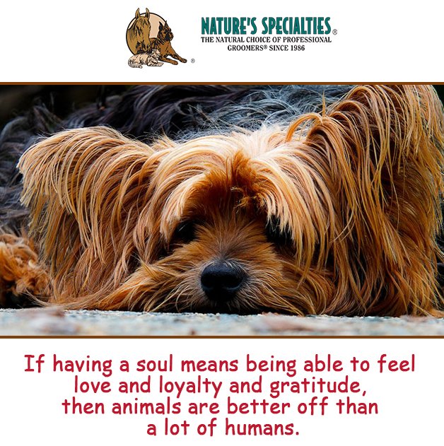 See all of our Products: naturesspecialtiesmfg.com 
#NaturesSpecialties #PetProducts #PetCare #Pets #PetSupplies #Groomers #DogsAndCats