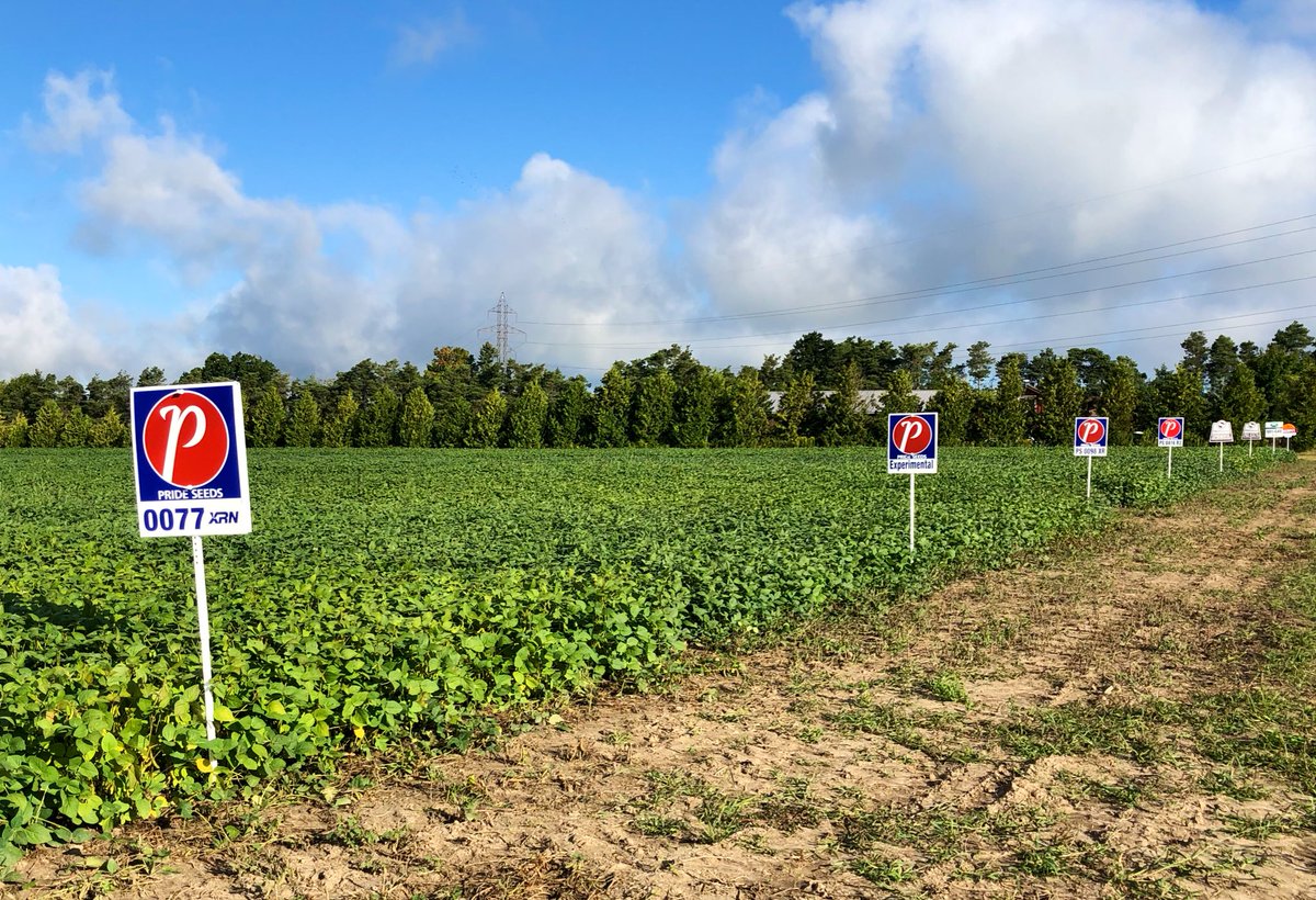 Holmesagro's tweet photo. Soybean and corn pots are looking good at the Orangeville location. We are really starting to see maturity difference and yield opportunity between varieties. Stop by and have a look, or contact us for a personal tour. #watchitgrow19 https://t.co/INTI5XvwKC