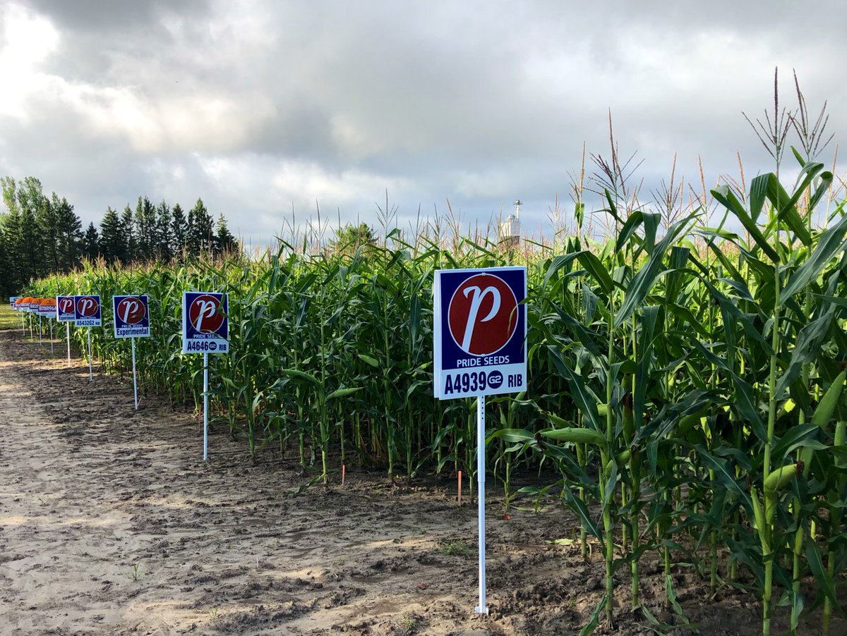 Holmesagro's tweet photo. Soybean and corn pots are looking good at the Orangeville location. We are really starting to see maturity difference and yield opportunity between varieties. Stop by and have a look, or contact us for a personal tour. #watchitgrow19 https://t.co/INTI5XvwKC