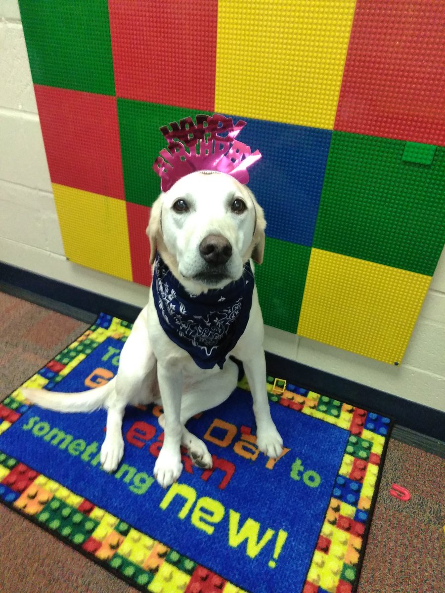 robinschirps's tweet photo. Happy Birthday Mimosa!! Line Creek’s amazing therapy dog turns 11 today! 🎉 #bethechange #lionsleading #parkhillproud https://t.co/IHXFQa5c3p