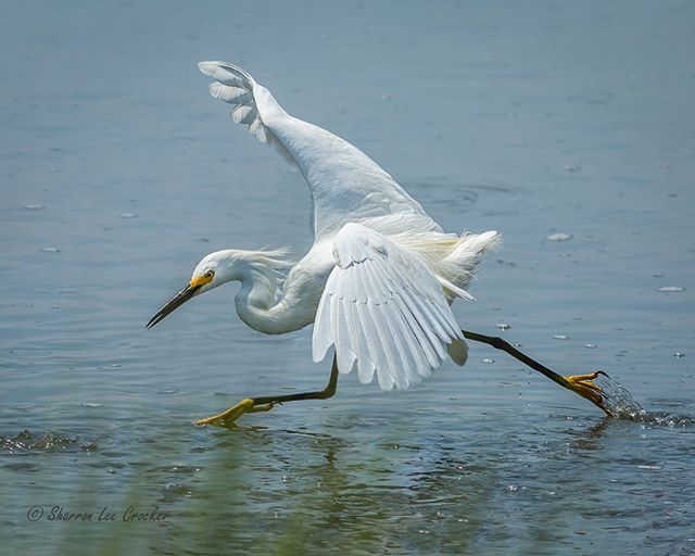 SharronCrocker's tweet photo. Snowy Egret Working. #DevelopPhotoWeek #SonyAlpha @DevelopPhotoWeek #DevelopPhotoWeekMoves https://t.co/dQLHpVshWg https://t.co/90sTBfHb3t