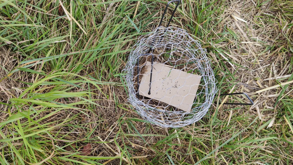 HMetcalfe1's tweet photo. Today we have been busy putting seed cards out in stubbles and margins across @Rothamsted farm to allow us to quantify weed seed predation at this critical time of year #seedpredation #agrichat #clubhectare #harvest2019 https://t.co/wrna7xIhrK