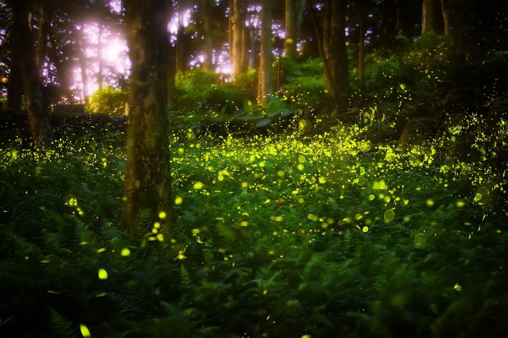 nestwings's tweet photo. Have a great weekend, bro! @captsingh #synchronousfireflies https://t.co/59XgtT9Odw