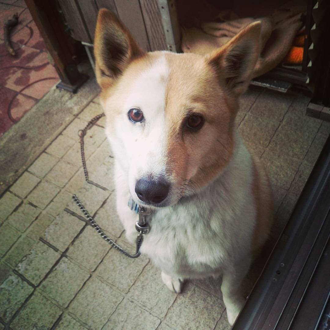 Follow ハウル S Howl 1115 Latest Tweets Twitter