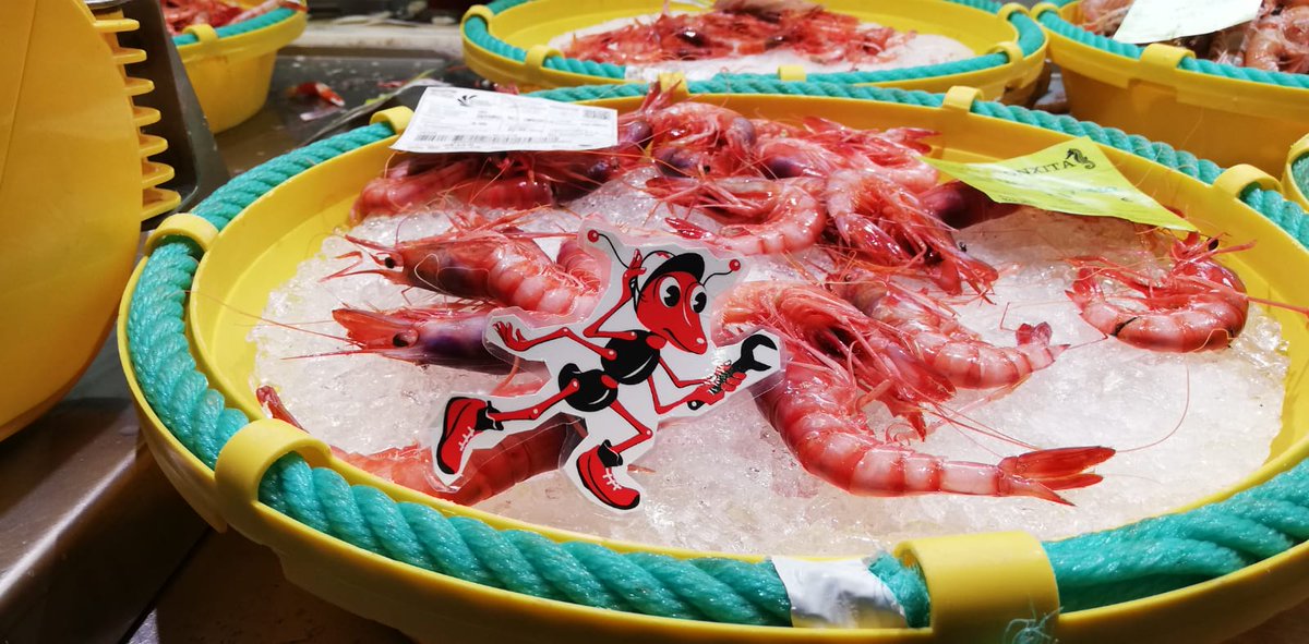 TORRAS_sum's tweet photo. 🐜Nuestra mascota ya está de vuelta, pero sólo de paso. Cambio de maletas y la semana que viene, dirección Malasia 🇲🇾
🦐😋De todos modos, ¿qué mejor manera para volver que comiendo unas gambas de Palamós?
🤔¿Qué planes tenéis para este último fin de semana de agosto? https://t.co/bW2zGHqTO2