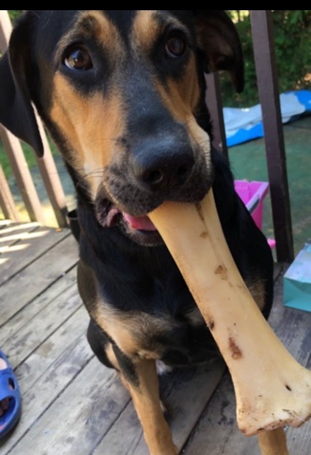 Furtastic Friday mindchatter.blog/2019/08/30/fur…