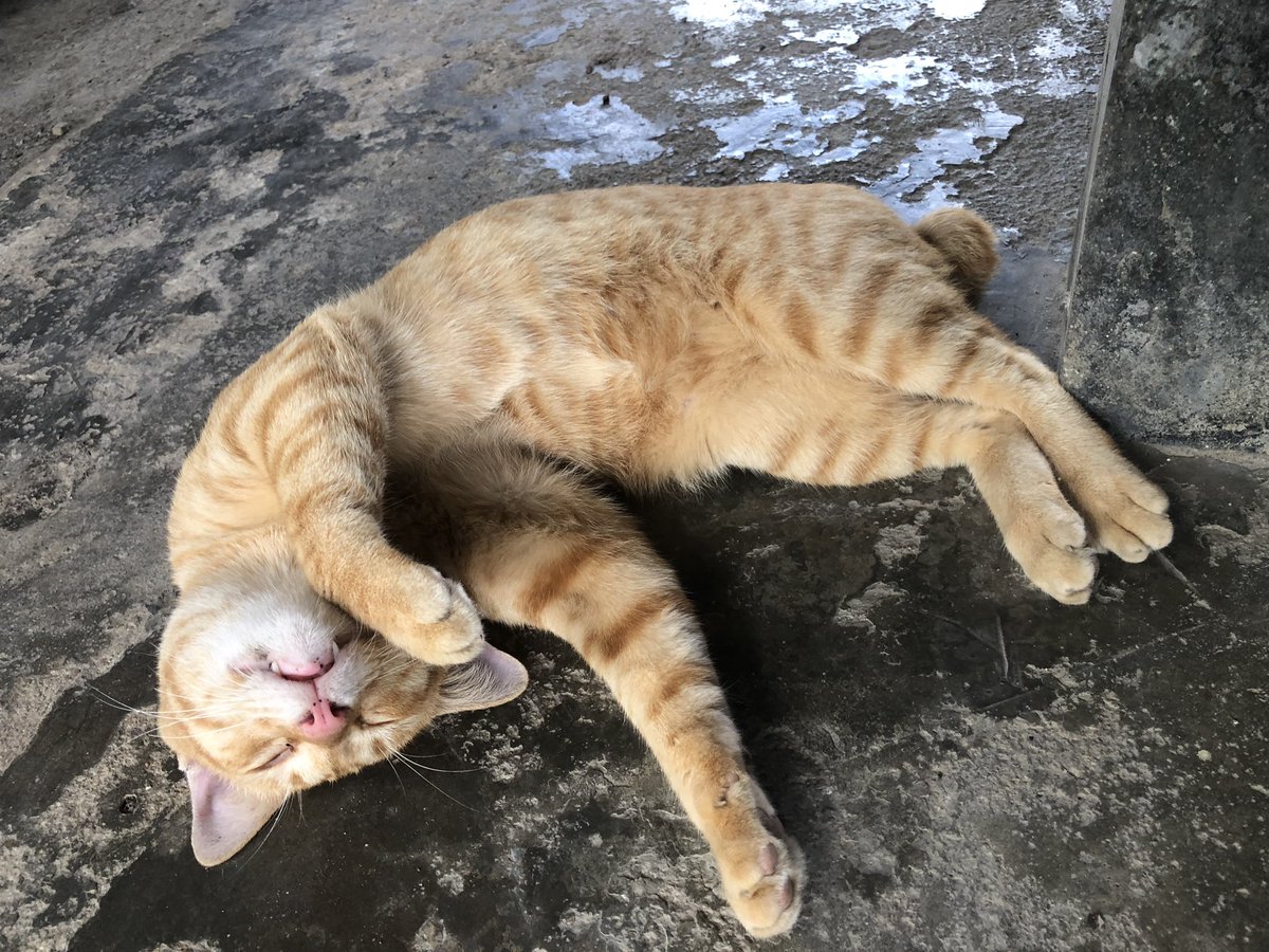 natthiworld's tweet photo. Seems we know each other. #cat https://t.co/EqBQM5BOmf